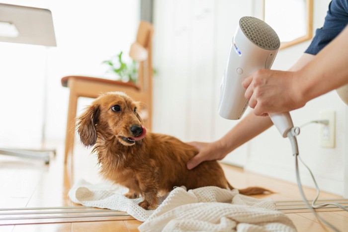 ドライヤー中の犬