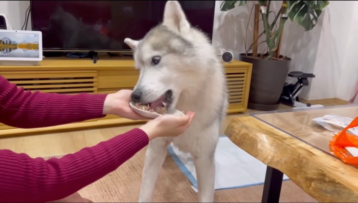 皿に乗ったおやつを食べる犬