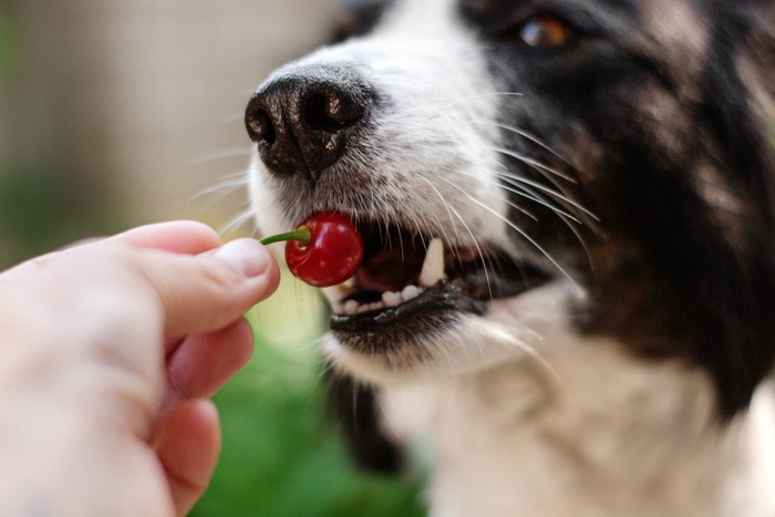 さくらんぼを食べる犬