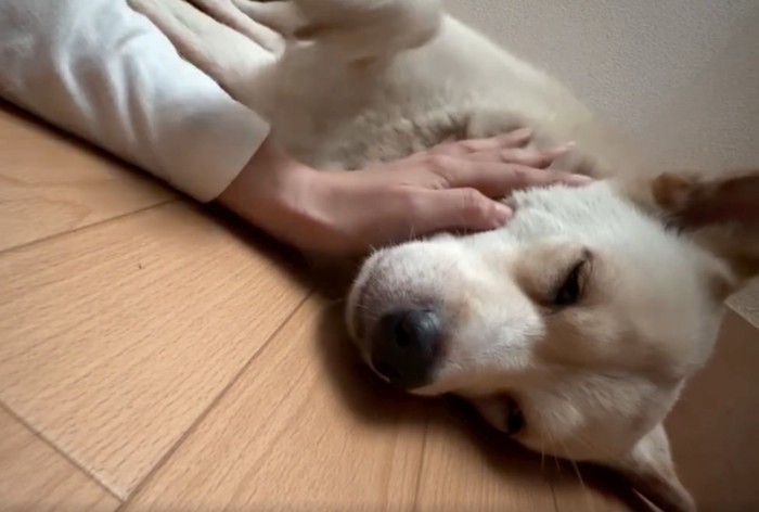 気持ちよさそうに目を閉じる犬