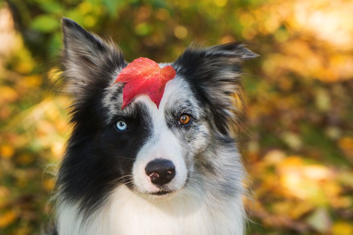 落ち葉を頭に乗せた犬