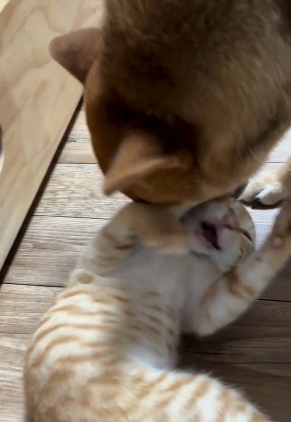 猫パンチするわさび君