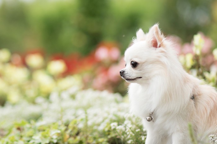 植物と犬