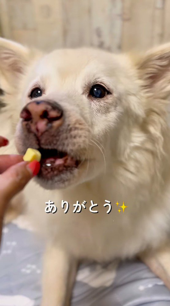 投稿者におやつを貰う犬