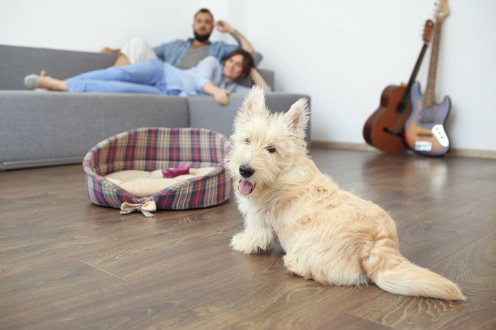 リビングで自分の居場所を考える犬