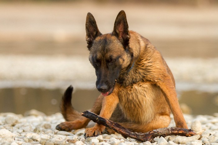 心音を聞かれる犬