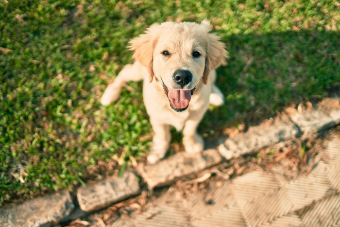 口を開けて座るゴールデンレトリバーの子犬