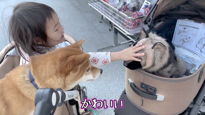 バギーには柴犬と女の子！