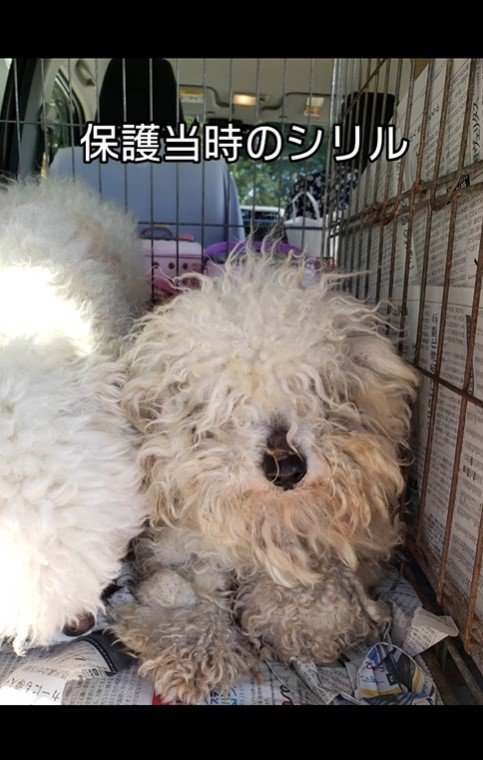 シリルちゃんが幸せをつかむまで2