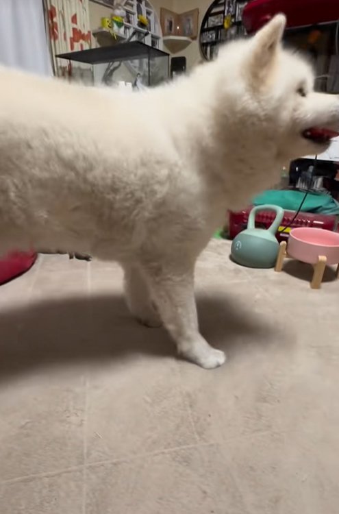 褒められて自慢げな秋田犬