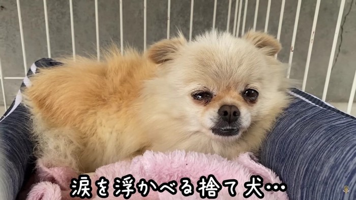 涙を流す小型犬