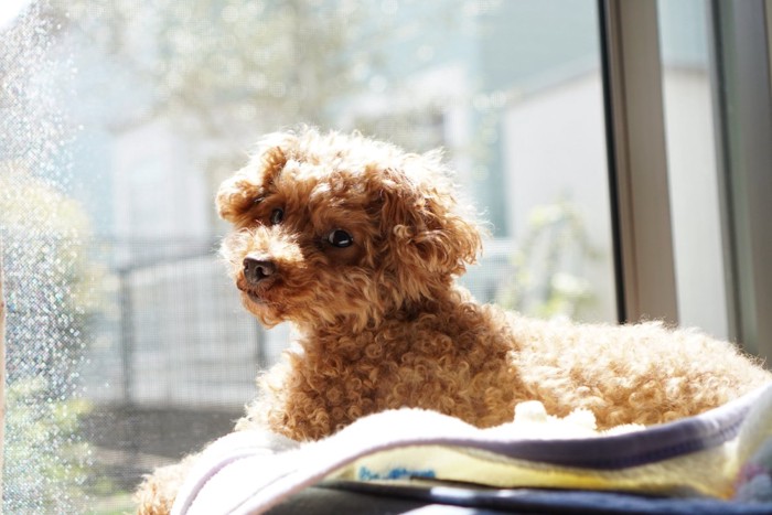 窓辺で振り返る犬