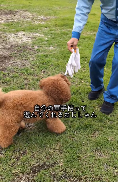 公園で男性と遊ぶ小型犬