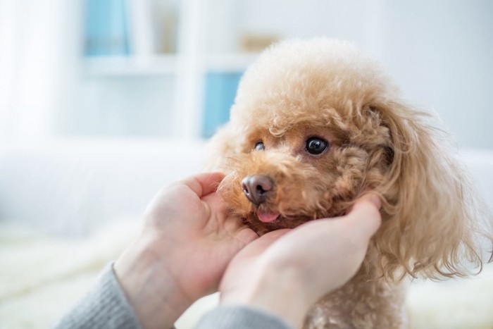 飼い主の手に頭を乗せている犬