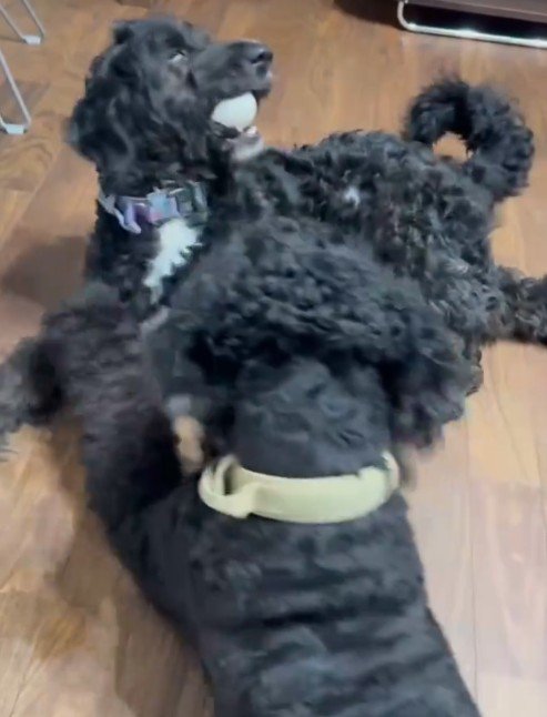 明るく元気なわんこに成長