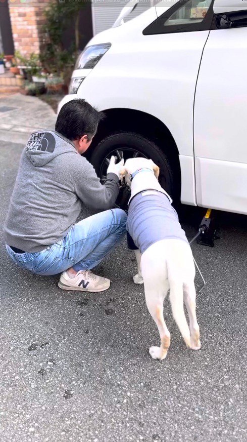 タイヤ交換をする飼い主を隣で見守る犬