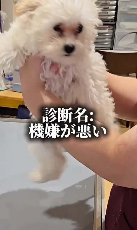 注射後のぱうちゃん6