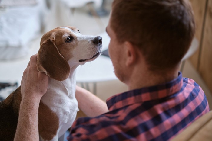 男性を見つめる犬