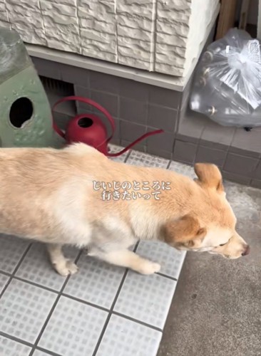 外を歩く犬
