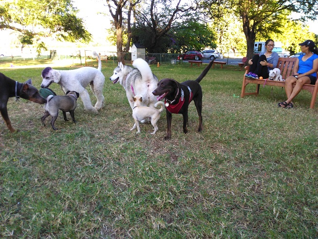 犬たちが遊んでいる写真