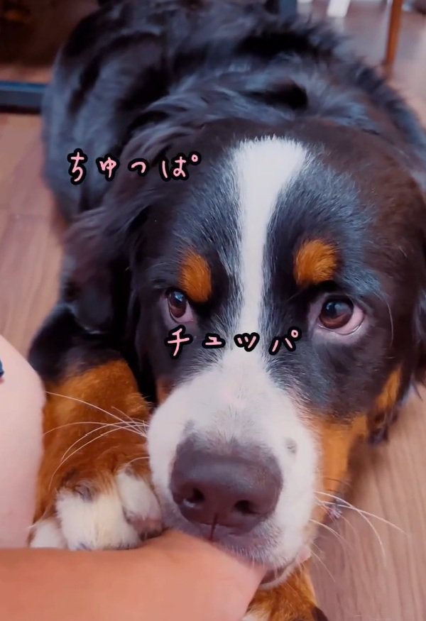 親指をしゃぶるマロンちゃん