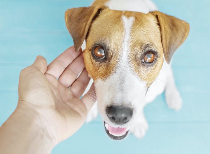 褒められて嬉しそうに見上げる犬