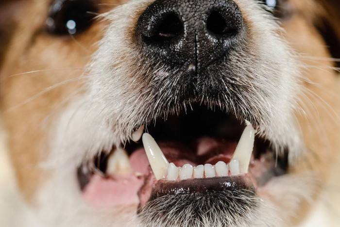 犬の歯のアップ