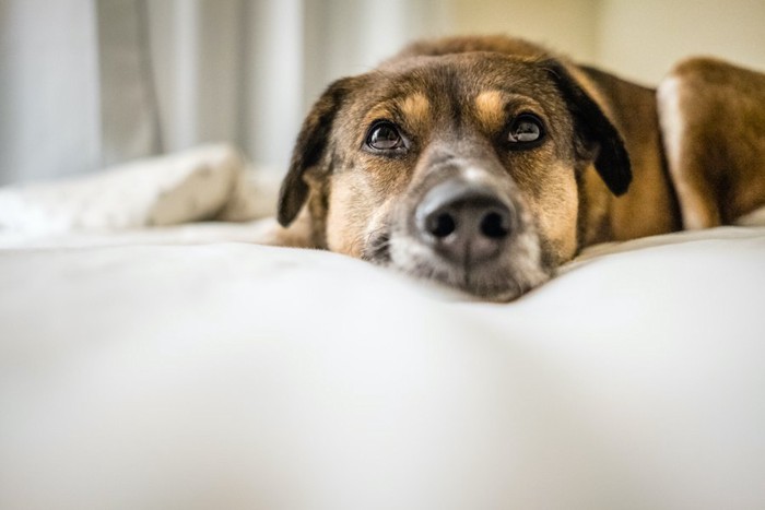 ベッドで伏せている犬