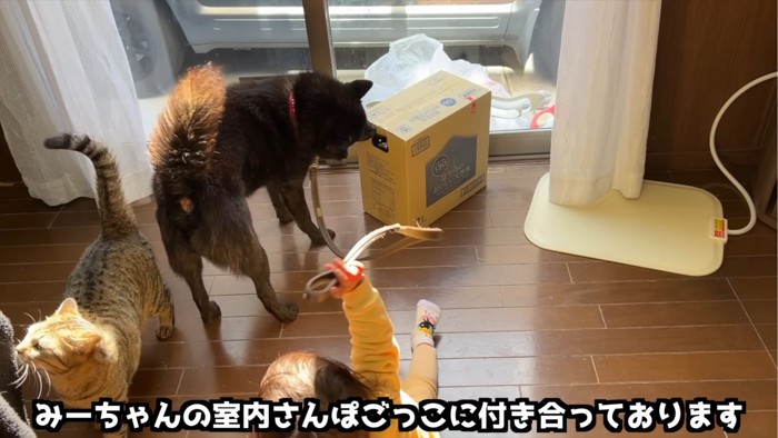 箱を気にする犬