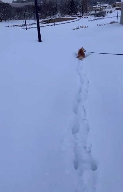 雪の中を走るつぶちゃん