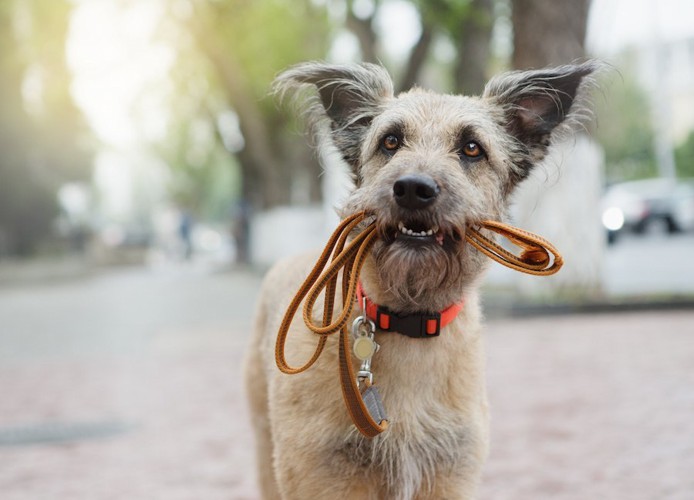 リードを咥えて飼い主を見つめる犬