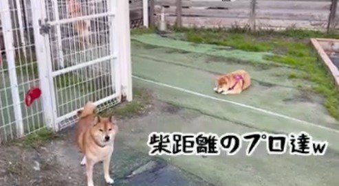 飼い主に呼ばれて見つめ返すシニアの柴犬