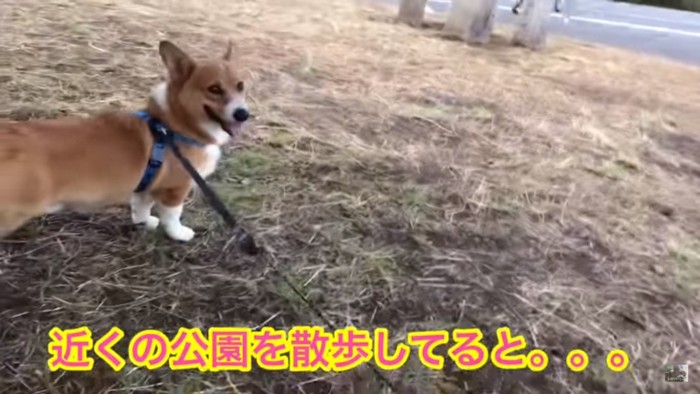 公園を散歩するコナンくん