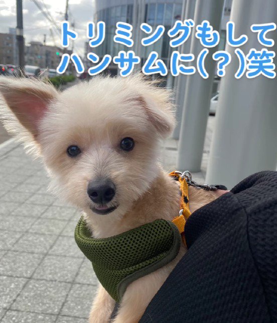 トリミングで変身!!