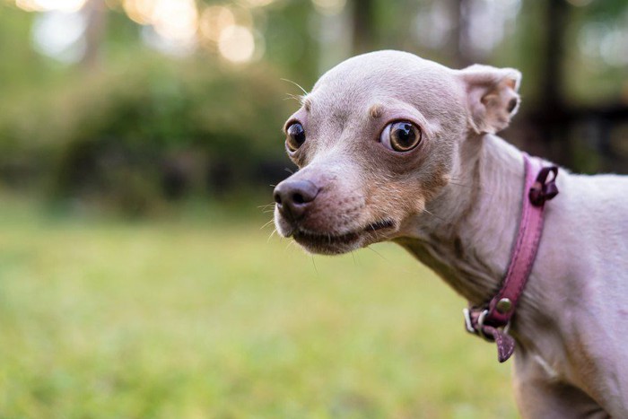 警戒した様子でこちらを見る犬