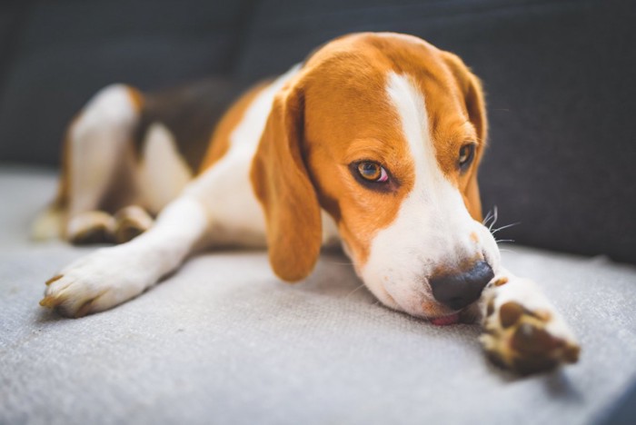 前足を舐める犬