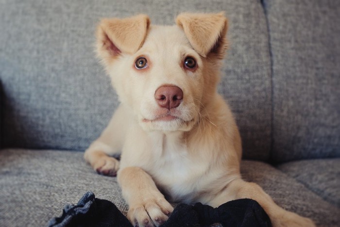 上目遣いの犬