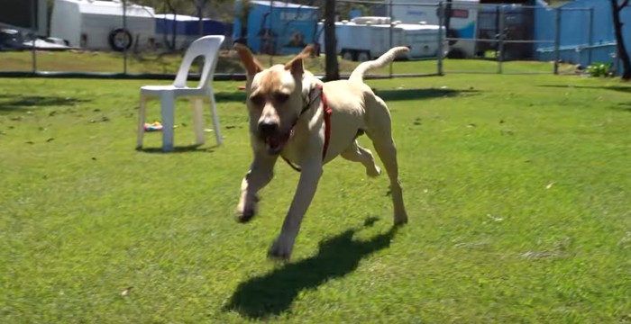 屋外に走る犬