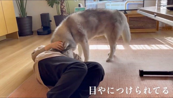 女性の腹に顔を押し付ける犬