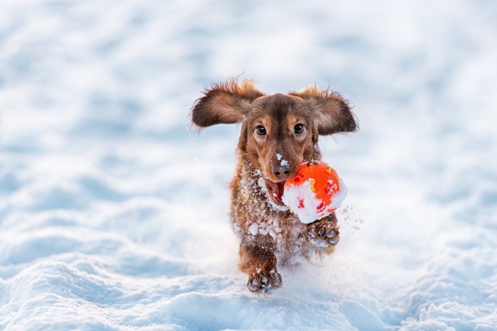 雪の中で遊ぶ犬