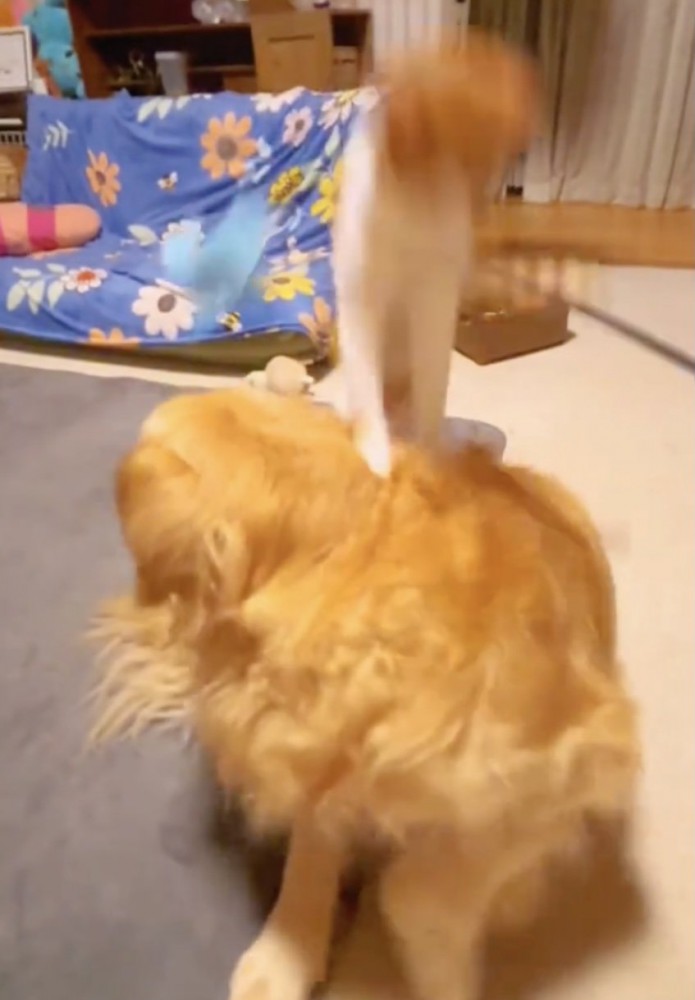 目にも留まらぬ速さで、デイジーさんに着地！