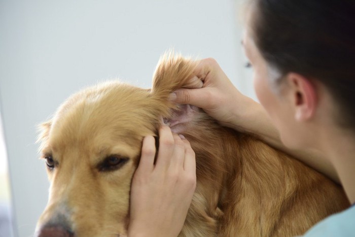 耳をチェックされる犬