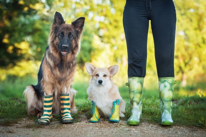 レインブーツを履いた犬二頭と人