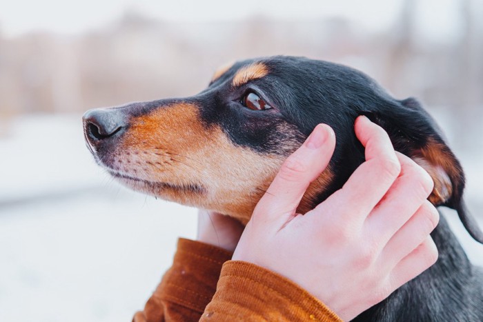 顔に手を添えられる犬