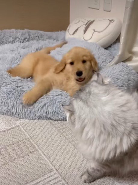 ゴールデンレトリバーの子犬をお迎え