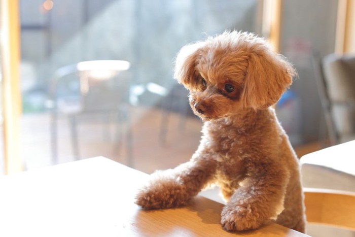 テーブルに手を置く犬