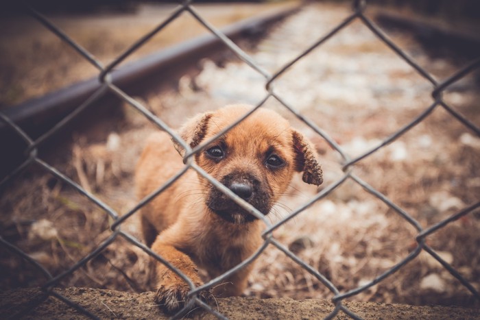 柵の向こうの子犬