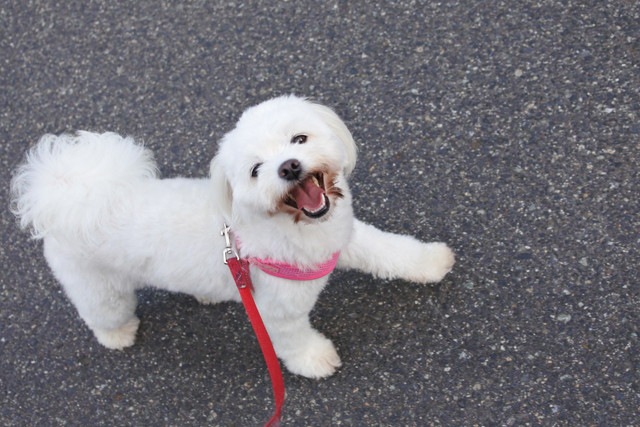 勝手に芸を始めておねだりをしている犬