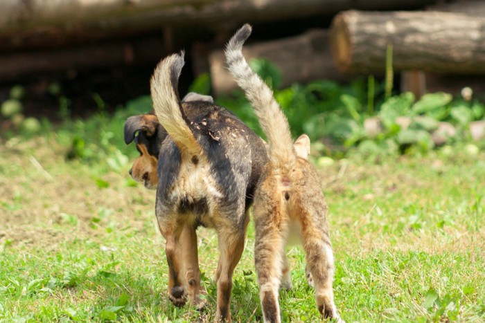 犬と猫のしっぽ