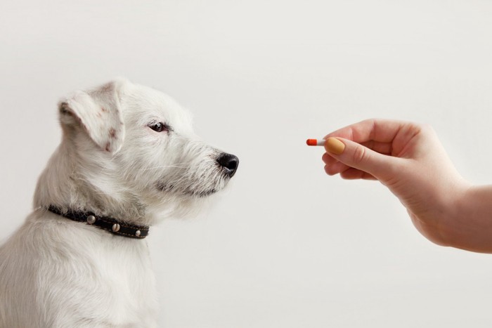 飼い主が差し出すカプセル薬を見つめる犬